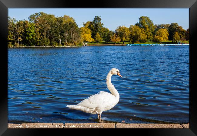 Swan at the Serpentine in Hyde Park Framed Print by Chris Dorney