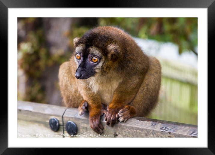 Brown Lemur Framed Mounted Print by Chris Dorney