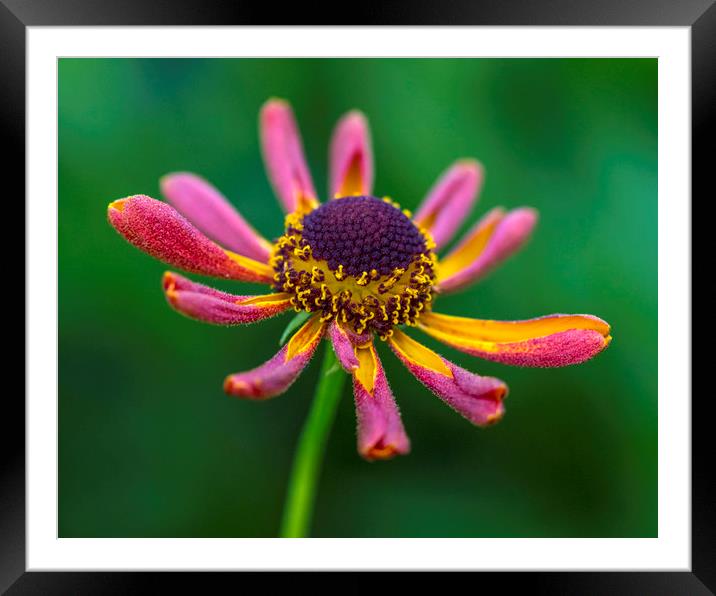 Helenium Waltraut Flower Framed Mounted Print by Chris Dorney