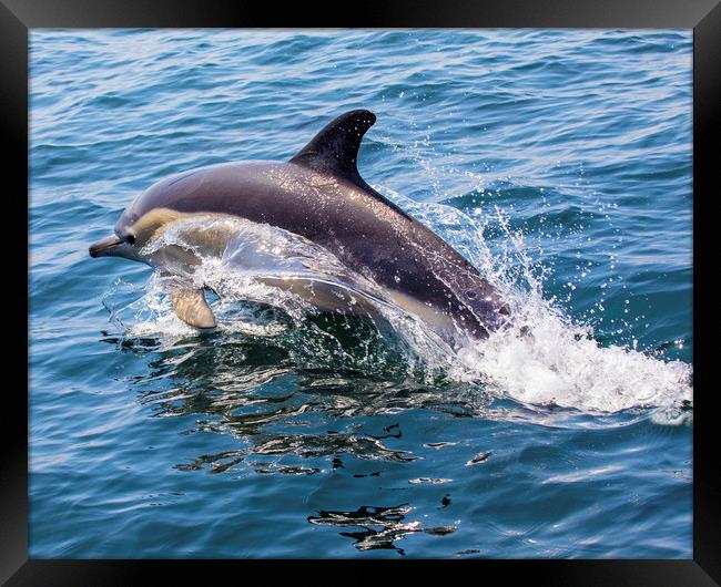 Dolphin in Portugal Framed Print by Chris Dorney