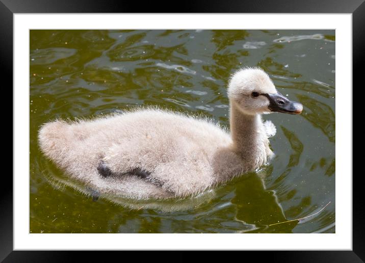 Baby Swan Framed Mounted Print by Chris Dorney