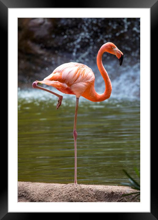 Flamingo Framed Mounted Print by Chris Dorney