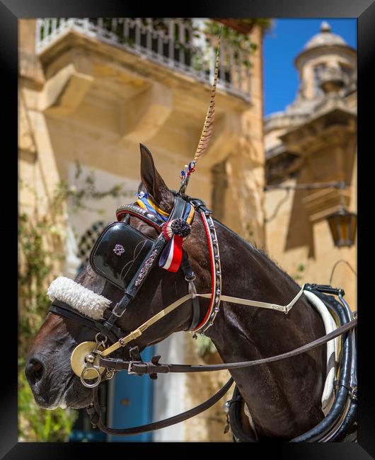Horse and Carriage Ride in Mdina Framed Print by Chris Dorney