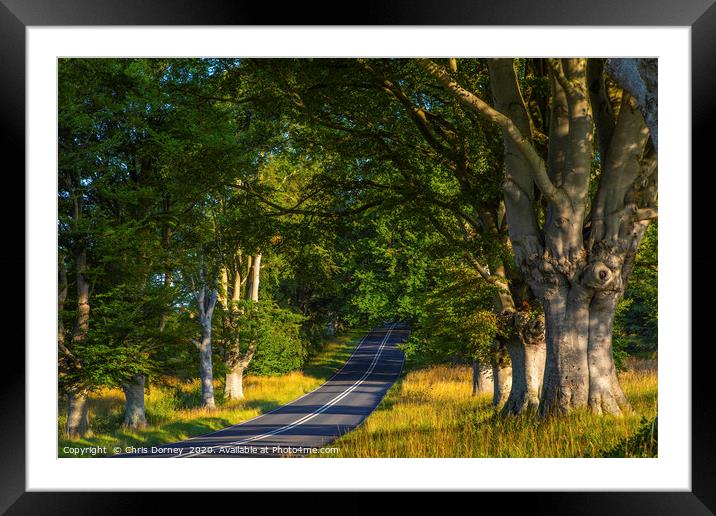 Beech Tree Avenue Near Wimborne in Dorset Framed Mounted Print by Chris Dorney