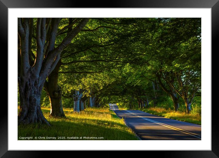 Beech Tree Avenue Near Wimborne in Dorset Framed Mounted Print by Chris Dorney