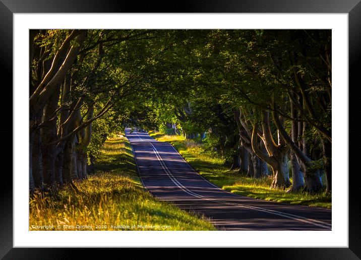 Beech Tree Avenue Near Wimborne in Dorset Framed Mounted Print by Chris Dorney