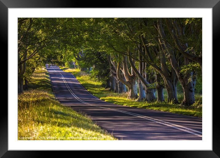 Beech Tree Avenue Near Wimborne in Dorset Framed Mounted Print by Chris Dorney