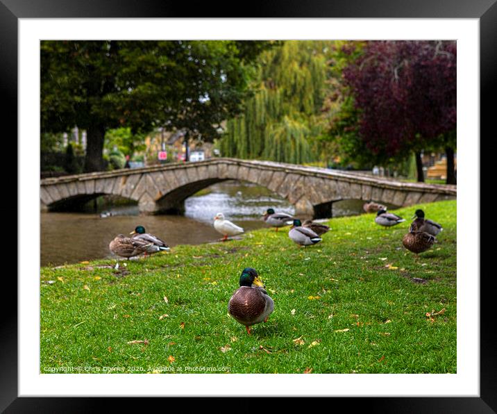 Ducks in Bourton-on-the-Water in Gloucestershire, UK Framed Mounted Print by Chris Dorney