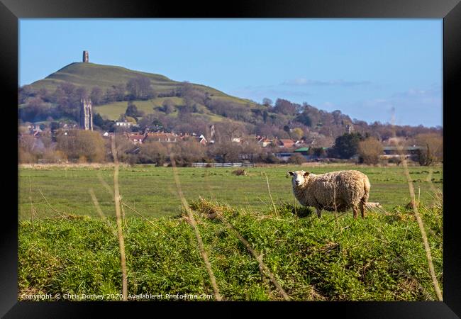 Sheep and Glastonbury Tor in Somerset, UK Framed Print by Chris Dorney