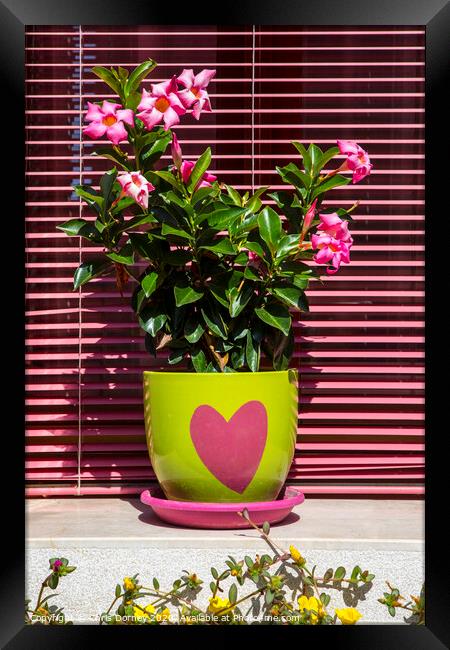 Flowers in a Heart Plant Pot Framed Print by Chris Dorney