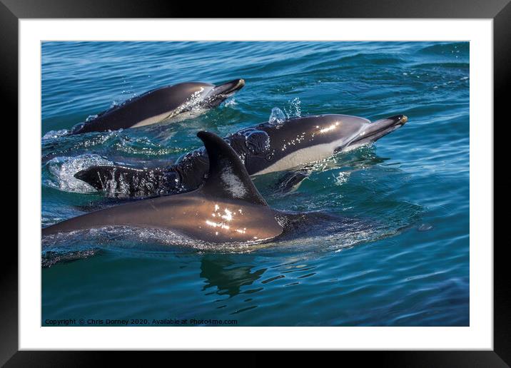 Dolphins Swimming in the Wild Framed Mounted Print by Chris Dorney