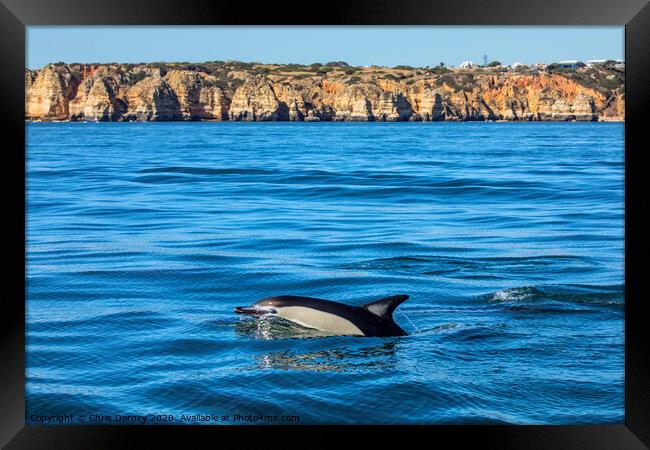Dolphin Swimming in the Algarve Framed Print by Chris Dorney