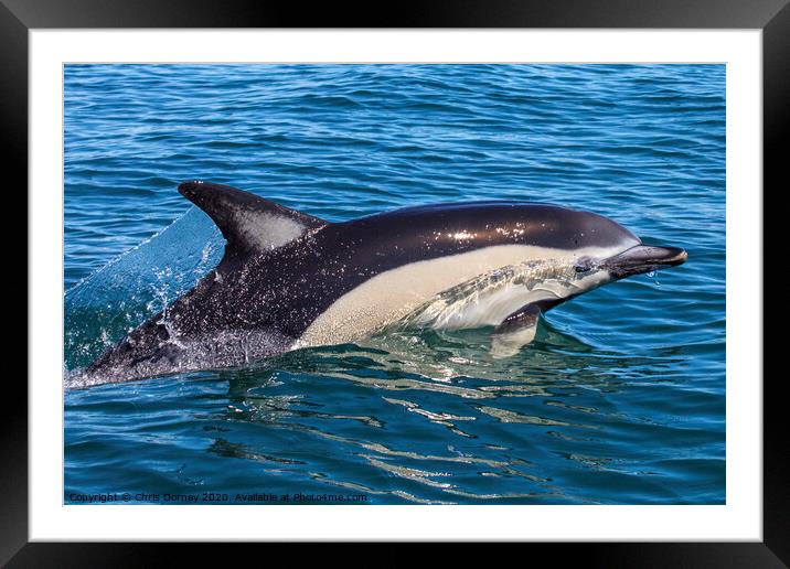 Dolphin Swimming in the Algarve Framed Mounted Print by Chris Dorney