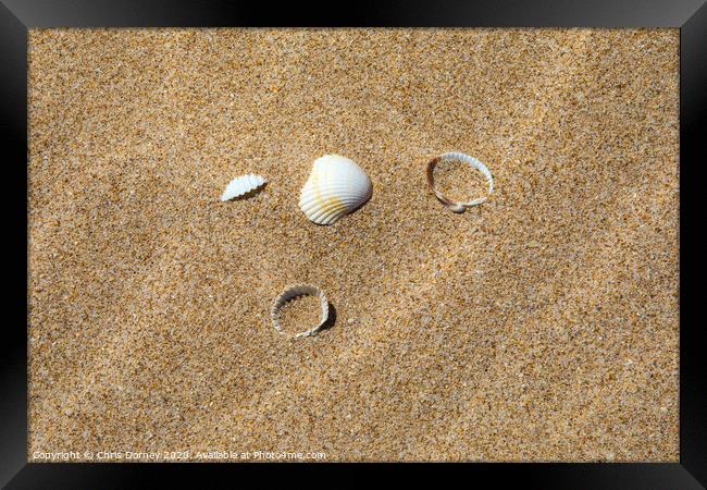 Sea Shells on a Sandy Beach Framed Print by Chris Dorney