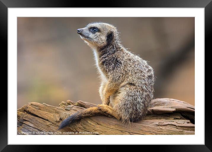 Meerkat Framed Mounted Print by Chris Dorney