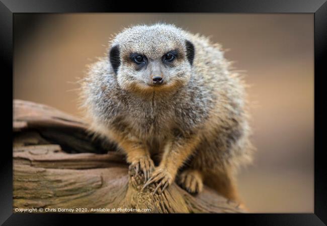 Meerkat Framed Print by Chris Dorney