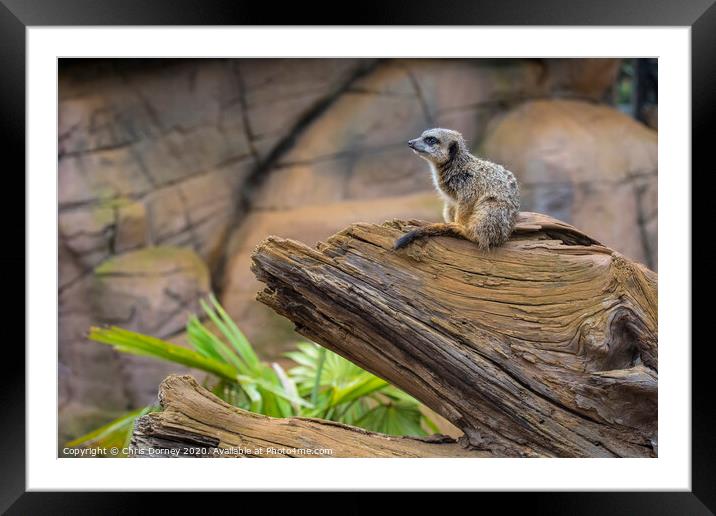 Meerkat Framed Mounted Print by Chris Dorney