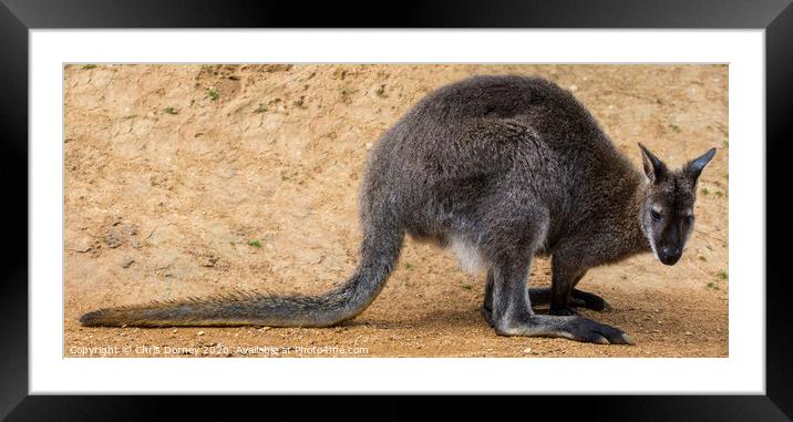 Wallaby Framed Mounted Print by Chris Dorney