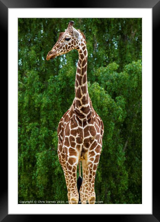 Giraffe Framed Mounted Print by Chris Dorney