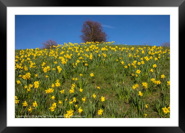 Daffodils During the Spring Season Framed Mounted Print by Chris Dorney