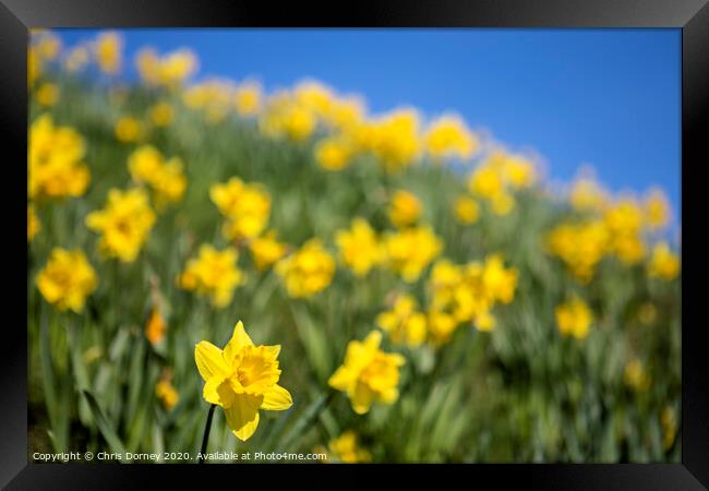 Daffodils during the Spring Season Framed Print by Chris Dorney