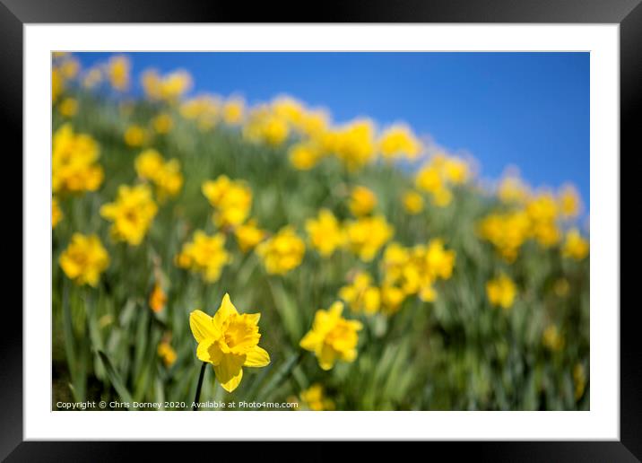 Daffodils during the Spring Season Framed Mounted Print by Chris Dorney