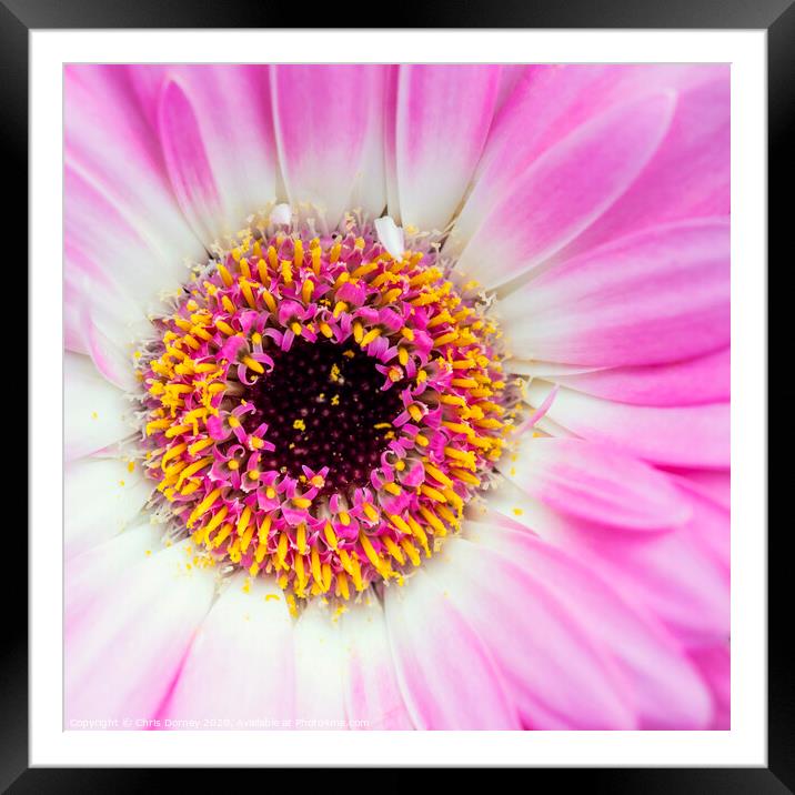 Gerbera Flower Framed Mounted Print by Chris Dorney