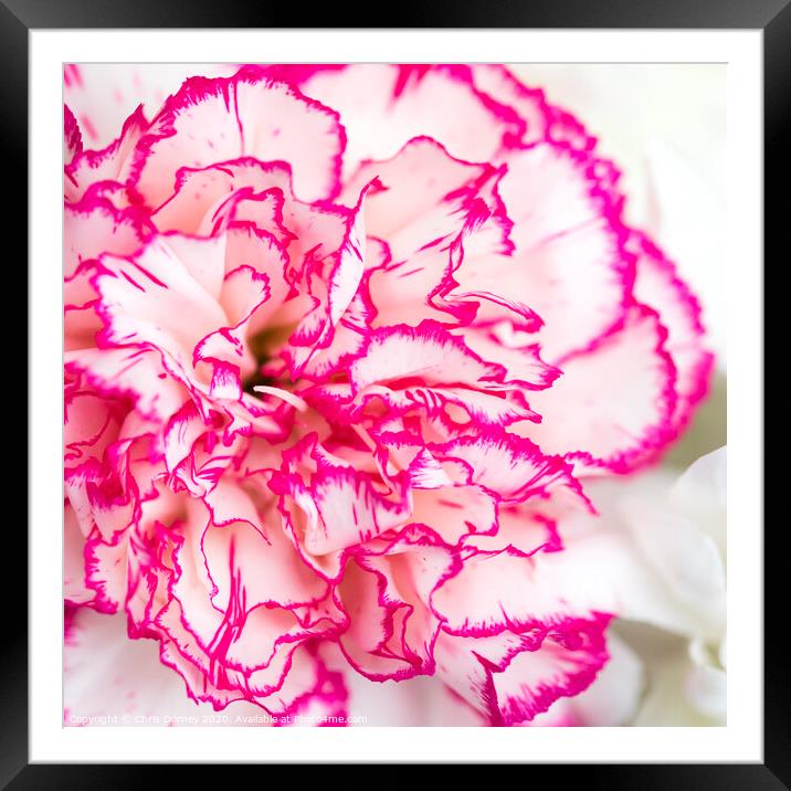 Carnation Flower Framed Mounted Print by Chris Dorney