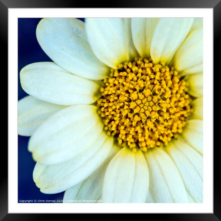 Daisy Close-Up Framed Mounted Print by Chris Dorney