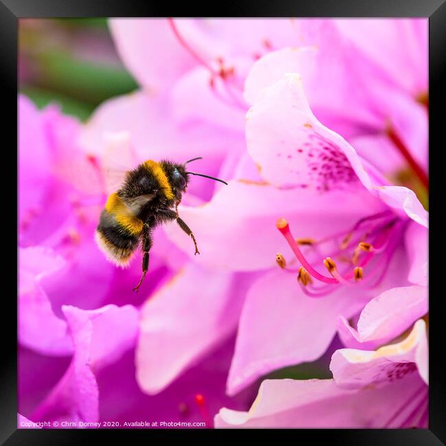Bee and a Rhododendron Flower Framed Print by Chris Dorney