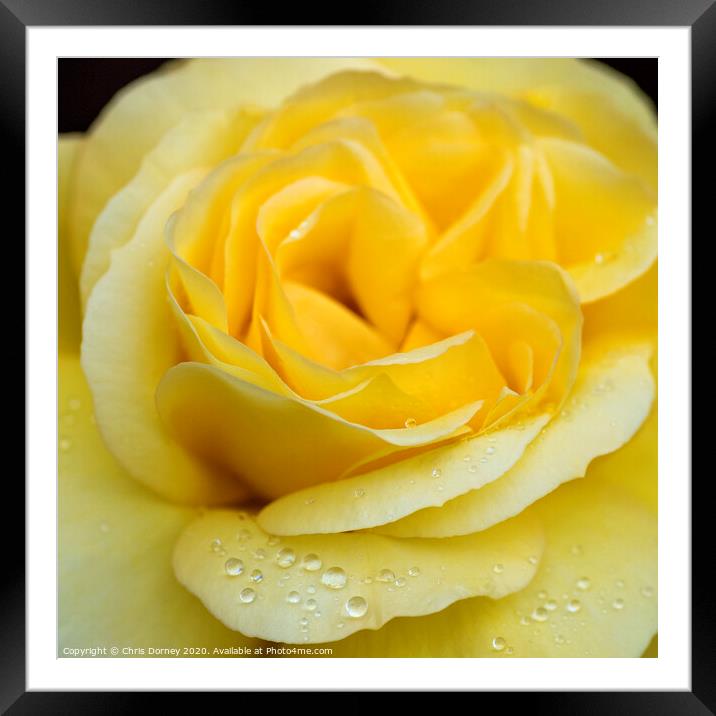 Water Droplets on a Rose Framed Mounted Print by Chris Dorney