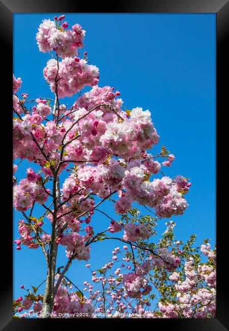 Cherry Blossom in Bloom Framed Print by Chris Dorney