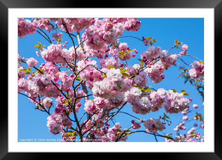 Cherry Blossom in Bloom Framed Mounted Print by Chris Dorney