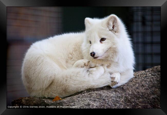 Arctic Fox Framed Print by Chris Dorney