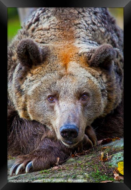 Brown Bear Framed Print by Chris Dorney