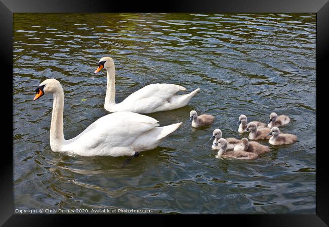 Swans with their Cygnets Framed Print by Chris Dorney