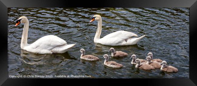 Swans with their Cygnets Framed Print by Chris Dorney