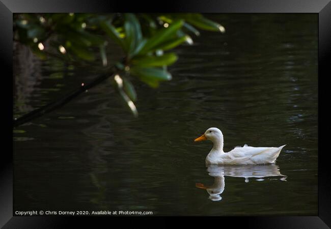 Duck Framed Print by Chris Dorney