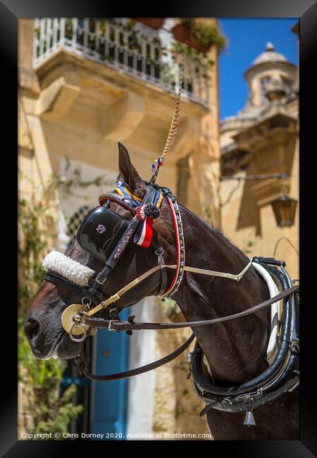 Horse and Carriage Ride in Mdina Framed Print by Chris Dorney
