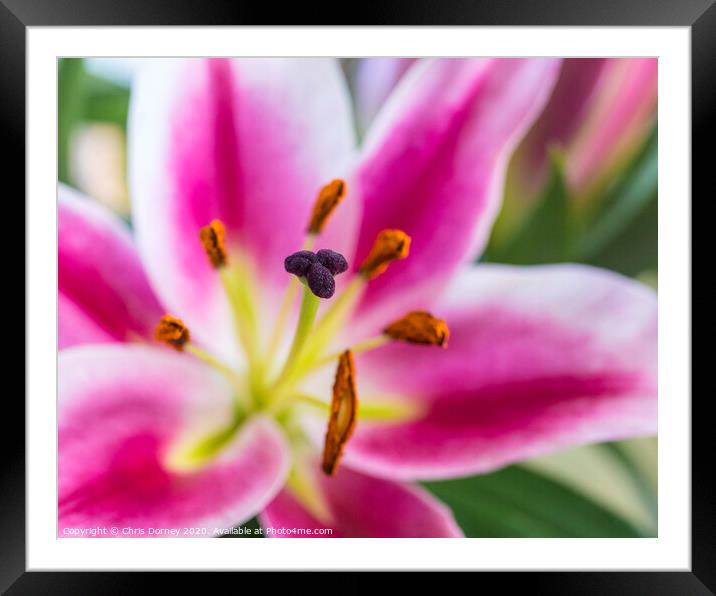 Lilies Framed Mounted Print by Chris Dorney