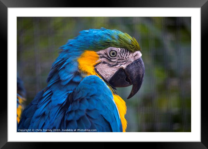 Macaw Parrot Framed Mounted Print by Chris Dorney