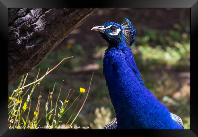 Peacock Framed Print by Chris Dorney