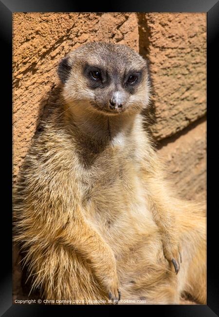 Meerkat Framed Print by Chris Dorney