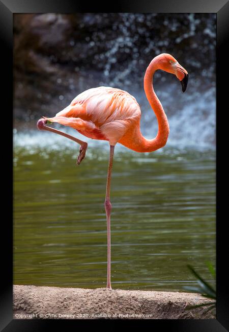 Flamingo Framed Print by Chris Dorney