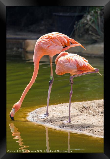 Flamingoes Framed Print by Chris Dorney