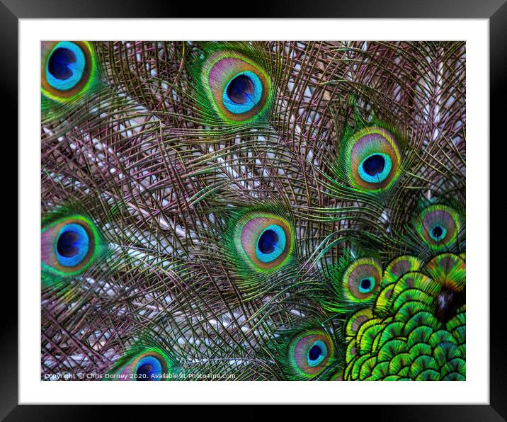 Peacock Feathers Framed Mounted Print by Chris Dorney