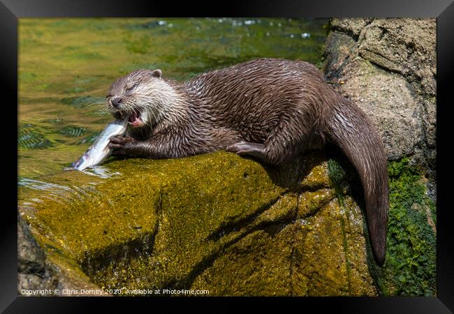 Otter Framed Print by Chris Dorney