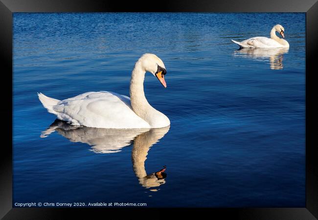 Swans on the Round Pond in Kensington Gardens Framed Print by Chris Dorney