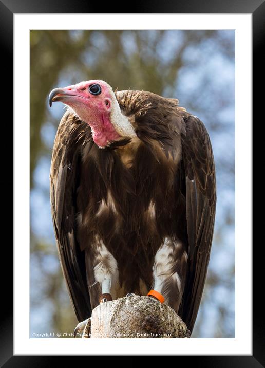 Vulture Framed Mounted Print by Chris Dorney