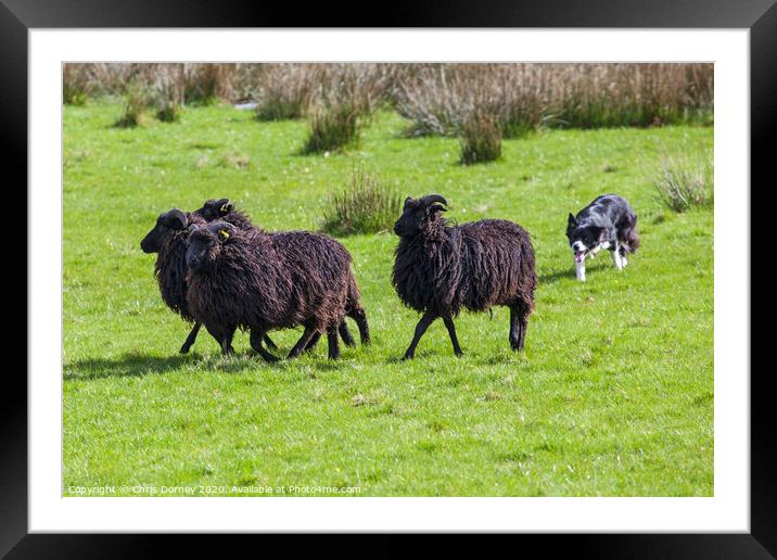 Working Sheep Dog Framed Mounted Print by Chris Dorney